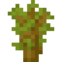 Acacia Sapling