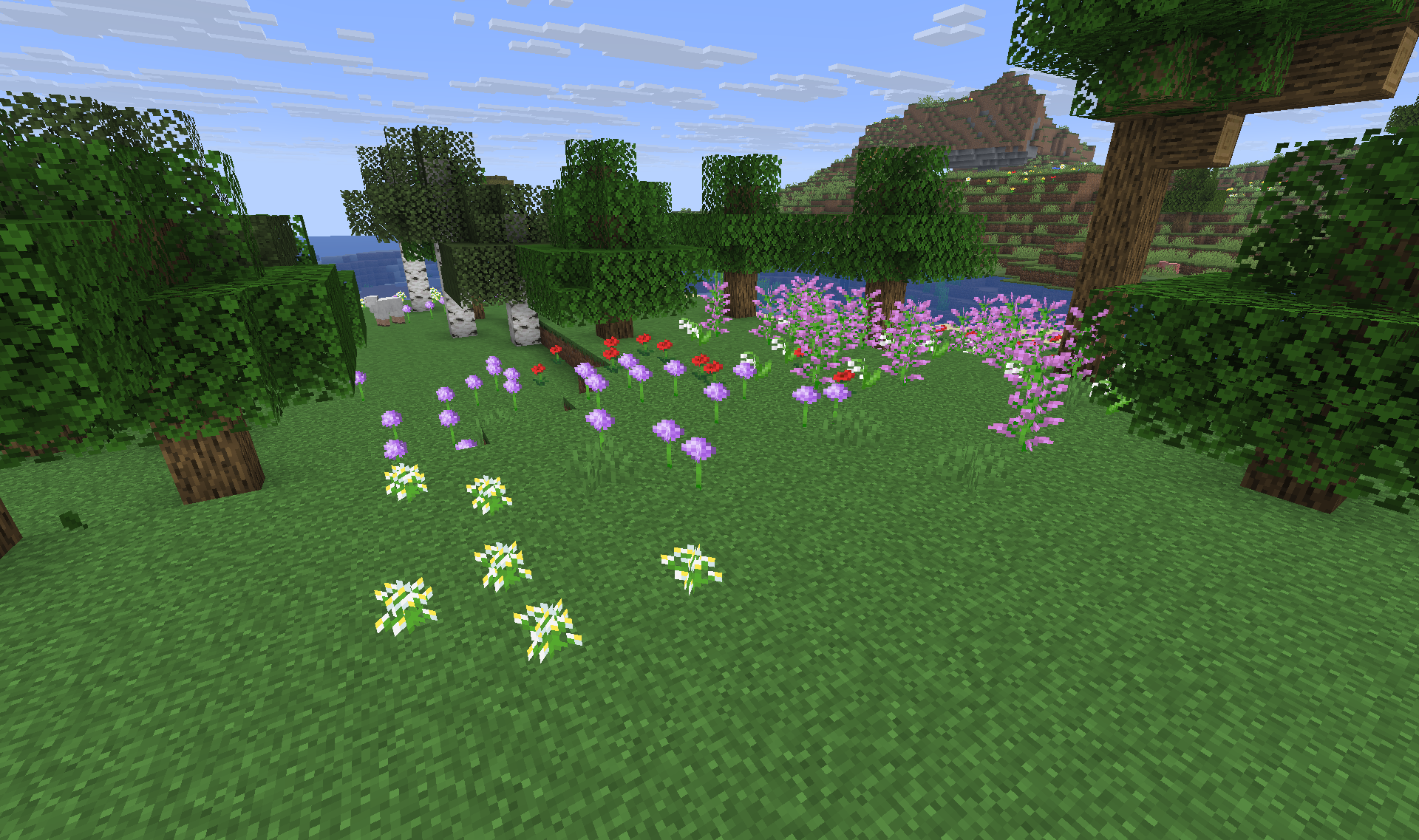 Colorful Flower Fields