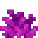 Bubble Coral