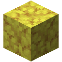 Horn Coral Block