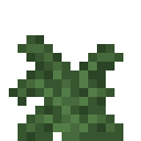 Large Fern