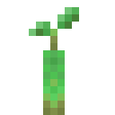 Mangrove Propagule