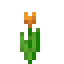 Orange Tulip