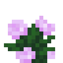 Peony
