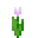 Pink Tulip