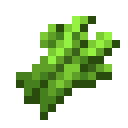 Sugar Cane