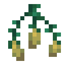 Torchflower Seeds
